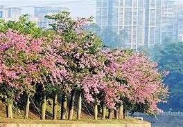 太阳岛牡丹盛放一场短暂而绚烂的自然盛宴