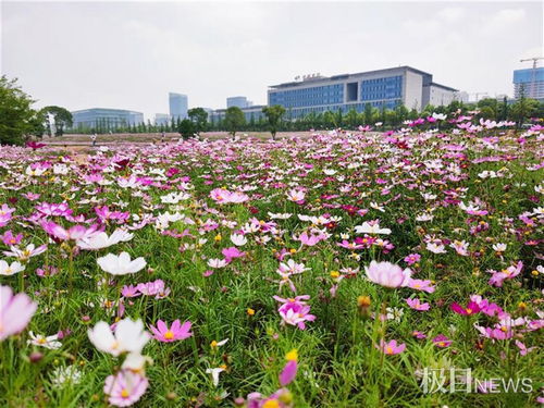 太阳岛牡丹盛放短暂盛花期的绚烂盛宴