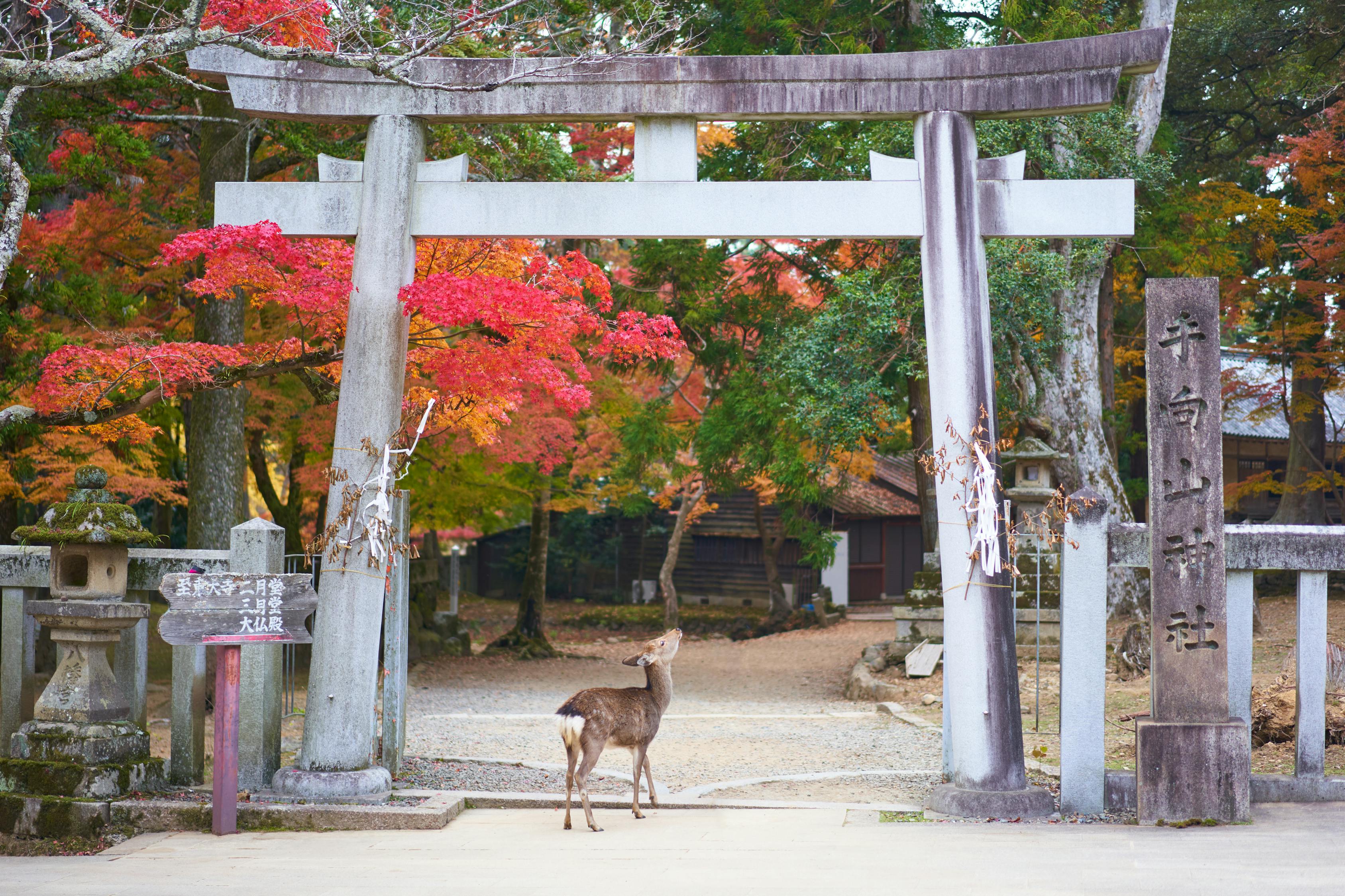 探秘福建古韵——走进莆田梅峰寺的千年禅意之旅